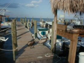 Jensens Twin Palm Marina 2